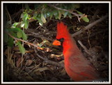 IMG_1152 Northern Cardinal
