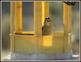 IMG_0455 White-crowned Sparrow