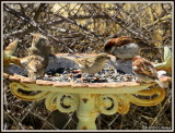 IMG_1043 House Sparrows