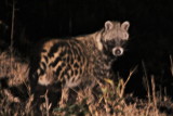 Safari continued into the night- African Civet