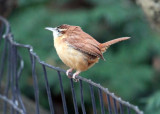 Carolina Wren