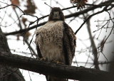 Red-tailed Hawk