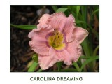 Carolina Dreaming ~ (L) (18-24) (M) (Dor) (Dip)