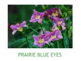 Prairie Blue Eyes ~ ( L) 24-36 (M0 (Sev) (Dip)
