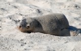 Sea Lion Pup
