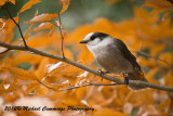 Gray Jay