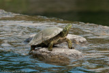 <i>Pseudemys texana</i><br><b>Texas River Cooter</b>