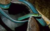 <i>Dispholidus typus</i></br>Boomslang