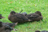 Brown Teal