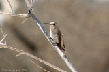 Costas Hummingbird (female)