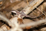 <i>Anolis rodriguezii</i><br>Slender Anole