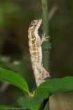<i>Anolis lemurinus</i><br>Ghost Anole