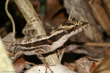 <i>Anolis lemurinus</i><br>Ghost Anole