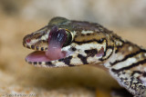 <i>Paroedura picta</i><br>Malagasy Ground Gecko