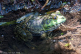 <i>Lithobates catesbeianus</i><br>American Bullfrog