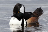 Hooded Merganser