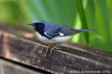 Black-throated Blue Warbler