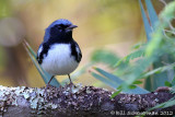 Black-throated Blue Warbler