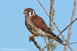 American Kestrel