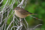 Palm Warbler