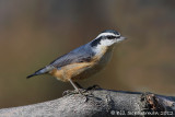 Red-breasted  Nuthatch