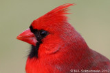  Northern Cardinal ♂