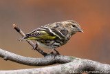 Pine Siskin