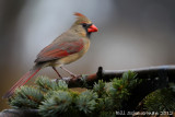 Northern Cardinal