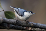 White-breasted Nuthatch