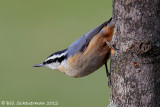 Red-breasted Nuthatch