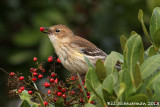 Yellow-rumped Warbler