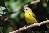 Prairie Warbler