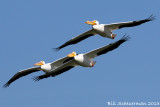 White Pelican