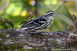 Black & White Warbler