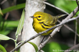 Prairie Warbler