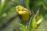 Prairie Warbler