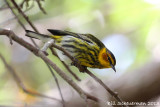 Cape May Warbler