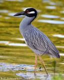 Yellow-crowned Night Heron