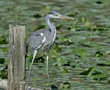 Airone cenerino: Ardea cinerea. En.: Grey heron