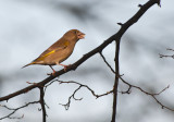 Greenfinch