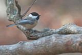 Cincia bigia americana: Poecile atricapillus. En.: Black-capped Chickadee