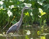 Airone azzurro maggiore: Ardea herodias. En.: Great Blue Heron