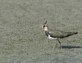 Pavoncella: Vanellus vanellus. En.: Lapwing