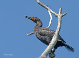 Cormorano: Phalacrocorax carbo sinensis. En.: Great Cormorant