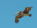 Pellicano bruno: Pelecanus occidentalis. En.: Brown Pelican