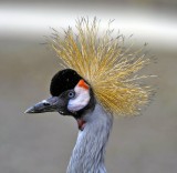 Gru coronata: Balearica regulorum. En. Grey Crowned Crane