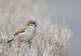 Passera europea: Passer domesticus. En.: House Sparrow