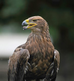 Aquilareale: Aqula chrysaetos. En.: Golden Eagle
