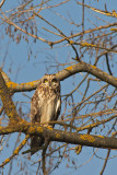 Gufo comune: Asio otus. En.: Long-eared Owl