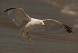 Gabbiano di Delaware: Larus delawarensis. En.: Ring-billed Gull -adult-